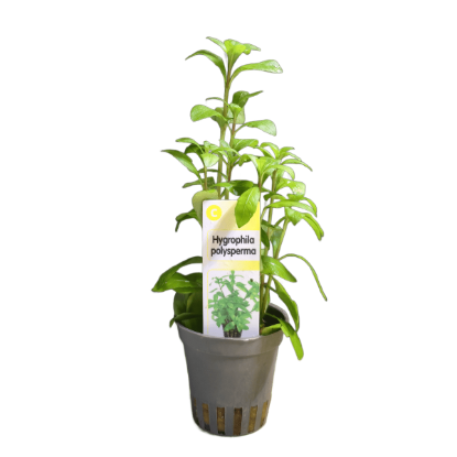 Imagem de Hygrophila Polysperma