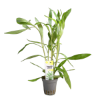 Picture of Hygrophila Salicifolia