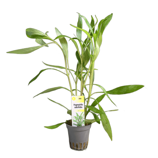 Picture of Hygrophila Salicifolia