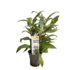 Picture of Hygrophila Siamensis