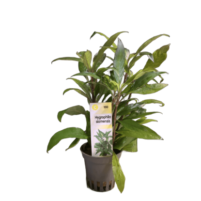 Imagem de Hygrophila Siamensis