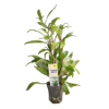Picture of Hygrophila Stricta Tai