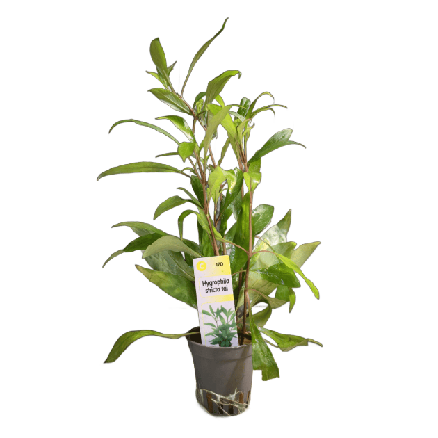 Picture of Hygrophila Stricta Tai