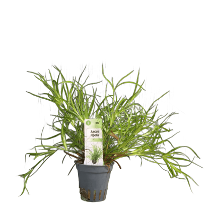 Imagem de Juncus Repens