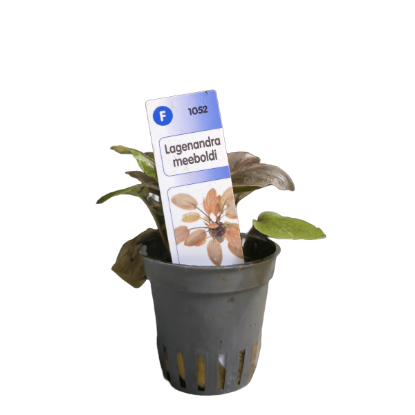 Imagem de Lagenandra Meeboldi