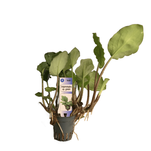 Imagen de Lagenandra SP Green