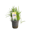 Picture of Lilaeopsis Mauritiana
