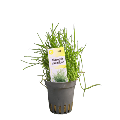 Imagem de Lilaeopsis Mauritiana