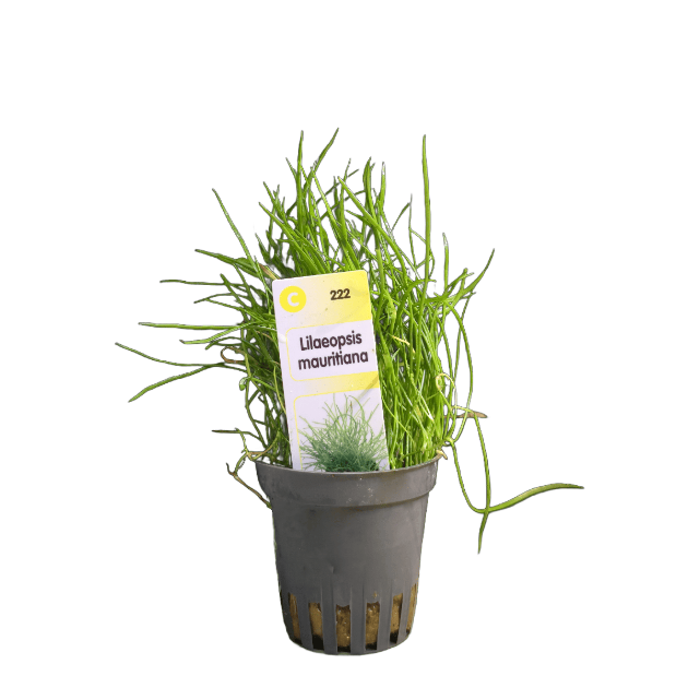 Picture of Lilaeopsis Mauritiana
