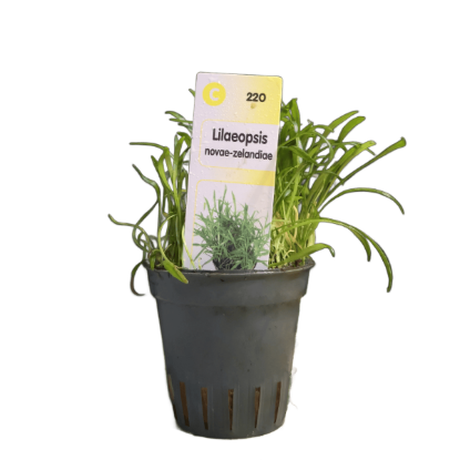 Imagem de Lilaeopsis Novae-Zelandiae