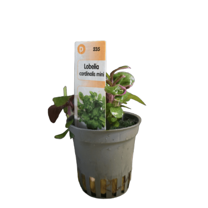 Imagem de Lobelia Cardinalis Mini