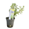 Imagem de Ludwigia Arcuata