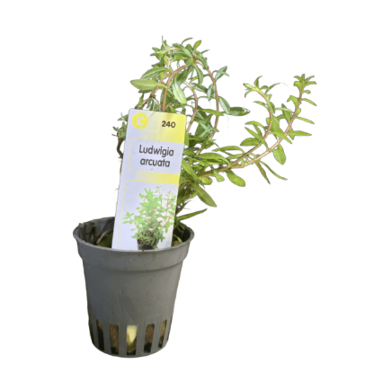 Imagem de Ludwigia Arcuata
