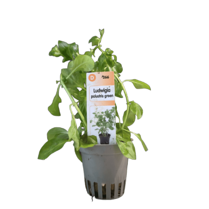 Imagem de Ludwigia Palustris Green