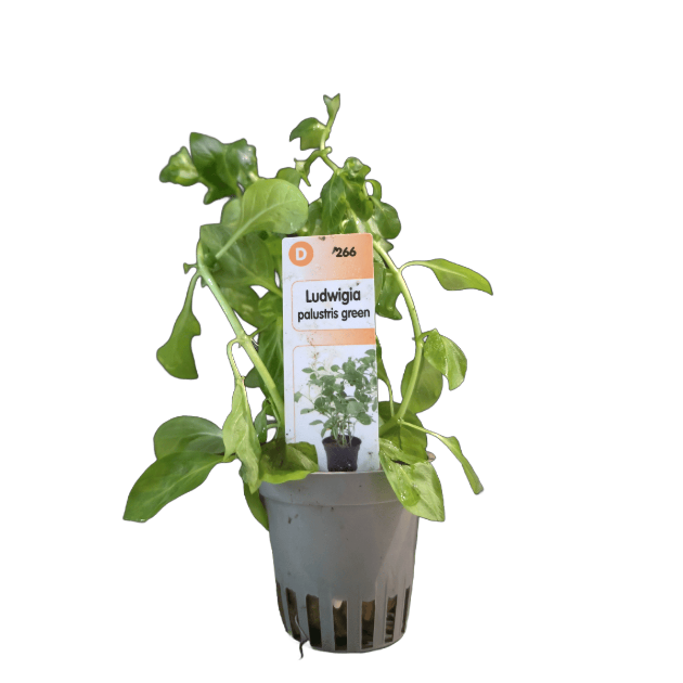 Picture of Ludwigia Palustris Green