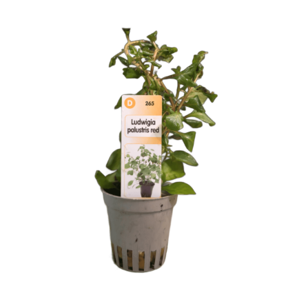 Imagem de Ludwigia Palustris Red