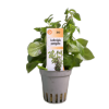 Imagem de Ludwigia Parigata