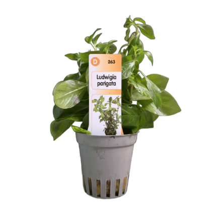 Imagem de Ludwigia Parigata