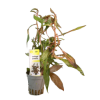 Imagem de Ludwigia Perennis