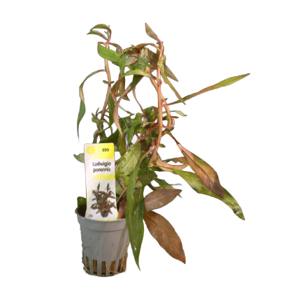 Imagem de Ludwigia Perennis