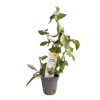 Imagem de Ludwigia Repens Rubin