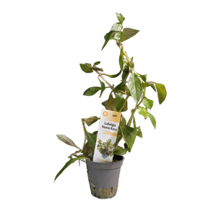 Imagem de Ludwigia Repens Rubin