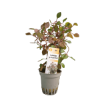 Imagem de Ludwigia SP Super Red
