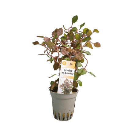 Imagem de Ludwigia SP Super Red