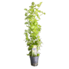 Picture of Lysimachia Aurea