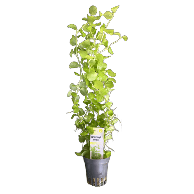 Picture of Lysimachia Aurea