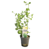 Picture of Lysimachia Nummularia