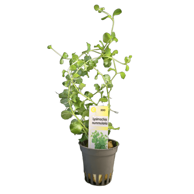 Picture of Lysimachia Nummularia