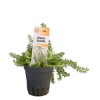 Imagem de Mayaca Fluviatilis