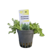 Picture of Micranthemum Micranthemoides