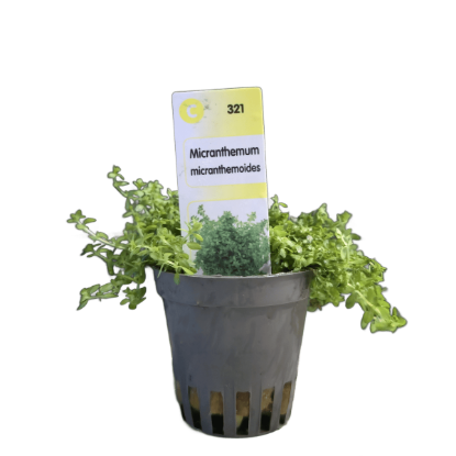 Imagem de Micranthemum Micranthemoides