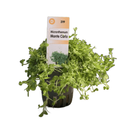 Imagem de Micranthemum Monte Carlo