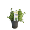 Imagem de Micranthemum Umbrosum