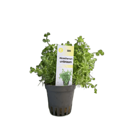 Imagem de Micranthemum Umbrosum