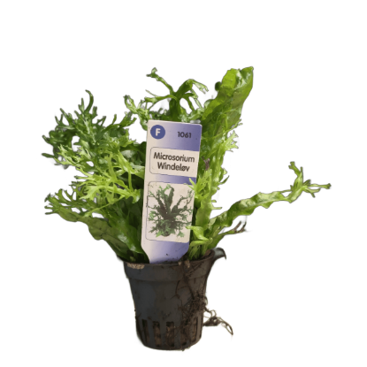 Imagem de Microsorum Windelov