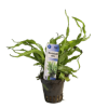 Imagem de Microsorum Mini