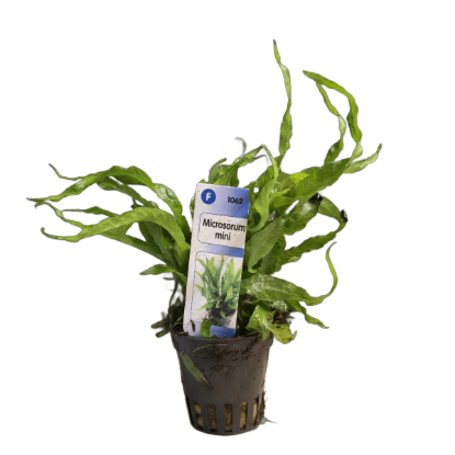 Imagem de Microsorum Mini