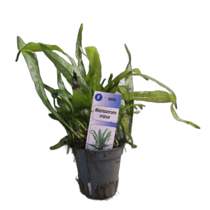 Imagem de Microsorum Minor