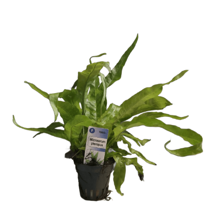 Imagem de Microsorum Pteropus