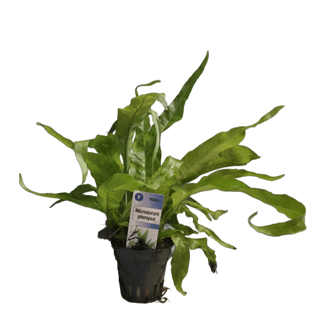 Imagen de Microsorum Pteropus