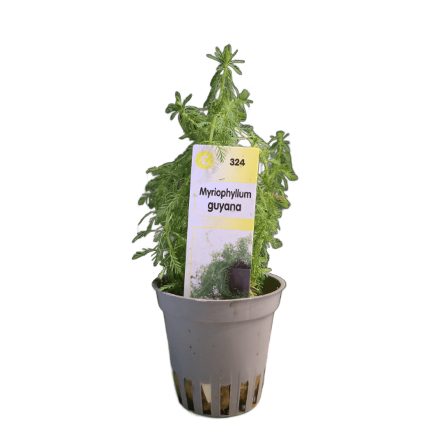 Picture of Myriophyllum Guyana