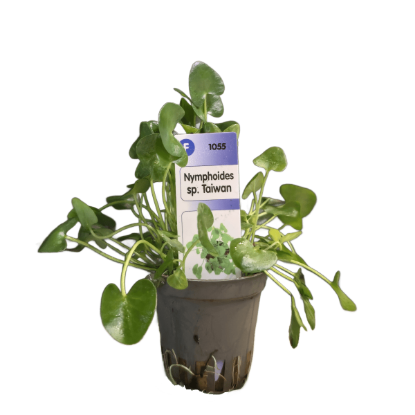 Imagem de Nymphoides SP Taiwan