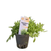 Imagem de Pogostemon Helferi