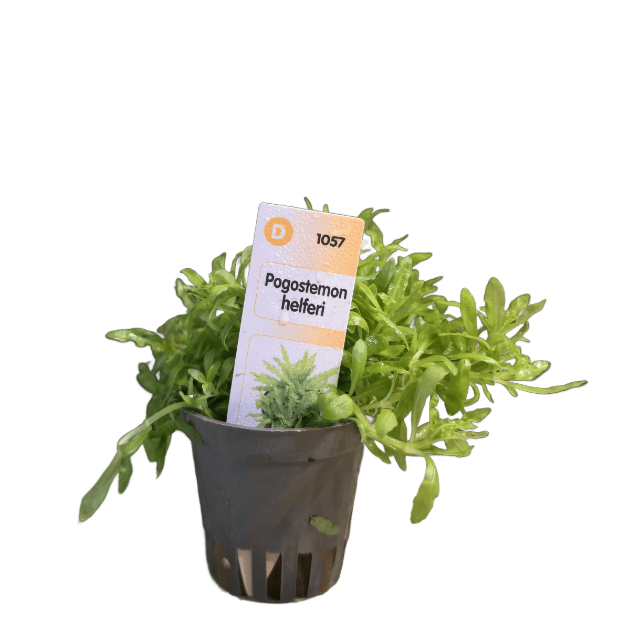 Imagem de Pogostemon Helferi