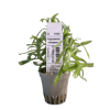 Picture of Pogostemon Octopus