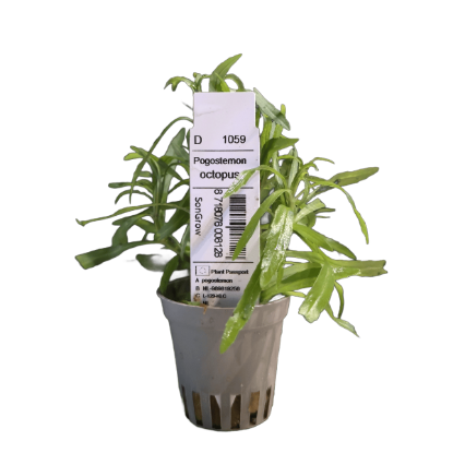 Imagem de Pogostemon Octopus